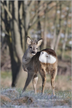 <p>SRNEC OBECNÝ (Capreolus capreolus) Šluknovsko - Harta /European roe deer - Reh/</p>